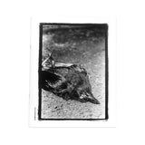 HAMBURGER EYES No. 56 The Continuing Story of Life on Earth