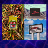 MOOD OVER MIAMI Zine - Alexandra Floresmeyer